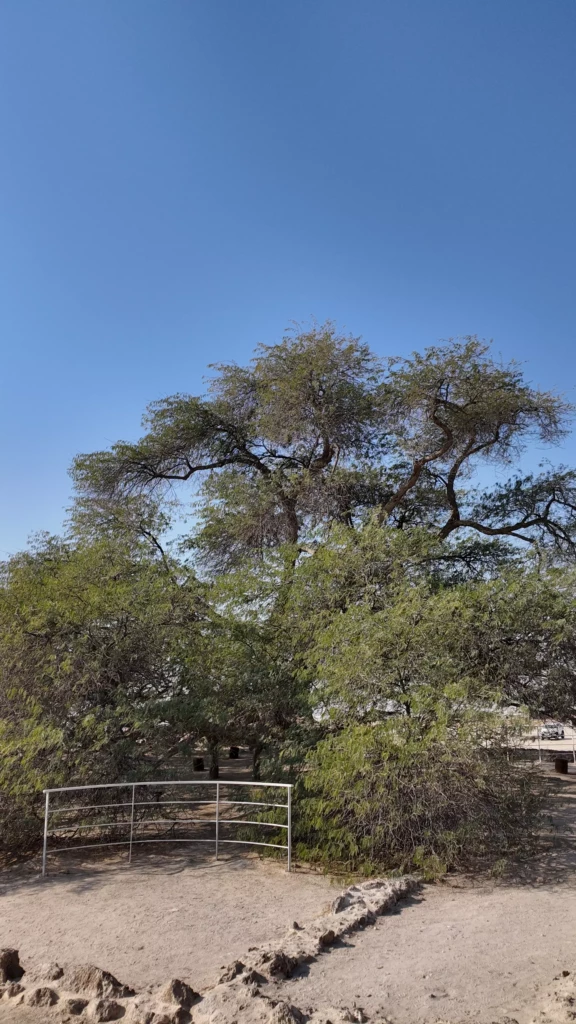 dji_mimo_0_0_0_1768376005512