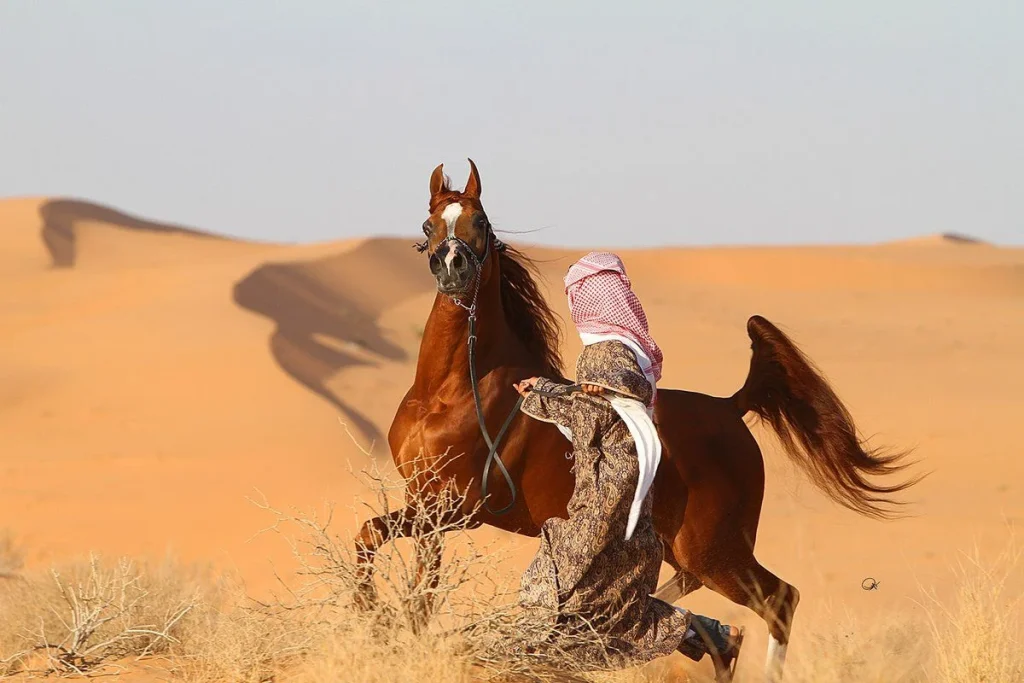 chevaux arabes courant librement dans le désert de Bahreïn, ferme équestre traditionnelle
