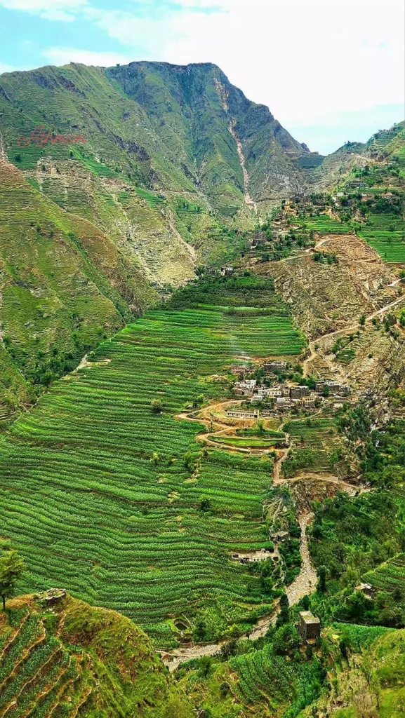 Champs de Thé Aseer Arabia